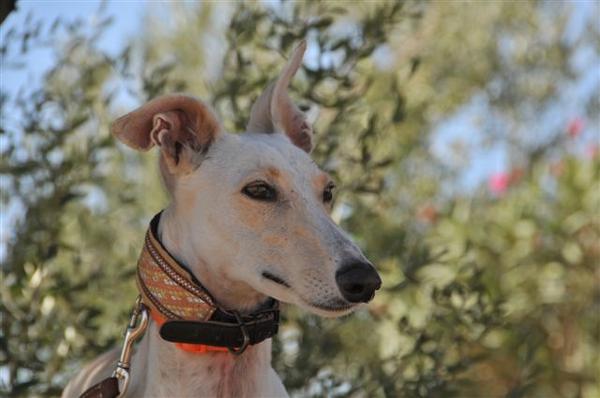 Galga Hadas aus San Anton sucht... 2914820