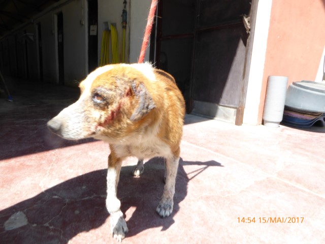 Bildertagebuch - Elio, einer der traurigsten Hunde der Welt braucht dringend Hilfe...Vermittlung über Procanalba... 29371086jo