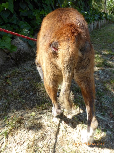 Bildertagebuch - Elio, einer der traurigsten Hunde der Welt braucht dringend Hilfe...Vermittlung über Procanalba... 29371108ls