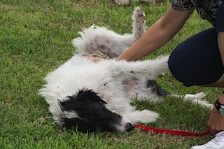 Galgo-Mischling DANTE aus der Perrera Jerez ... 2941674