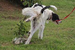 Galgo-Mischling DANTE aus der Perrera Jerez ... 2941676