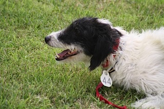 Galgo-Mischling DANTE aus der Perrera Jerez ... 2941678