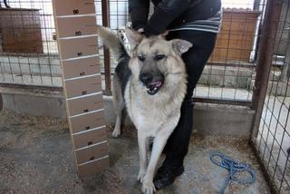 Rex, Schäferhundmischlingsrüde, geb. ca. Juni 2013 29466883hy