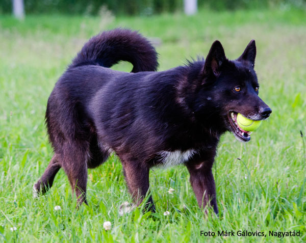 Wolfi schüchterner Rüde 29494125jj