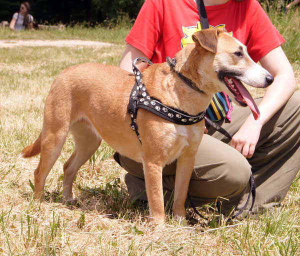 Panna - eine Bullterriermix-Hündin seit dem Welpenalter an im Tierheim... 29495203hq