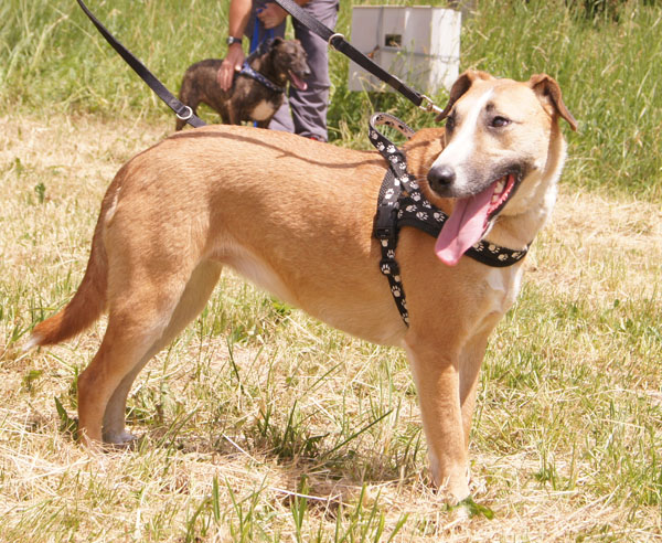 Panna - eine Bullterriermix-Hündin seit dem Welpenalter an im Tierheim... 29495204ds