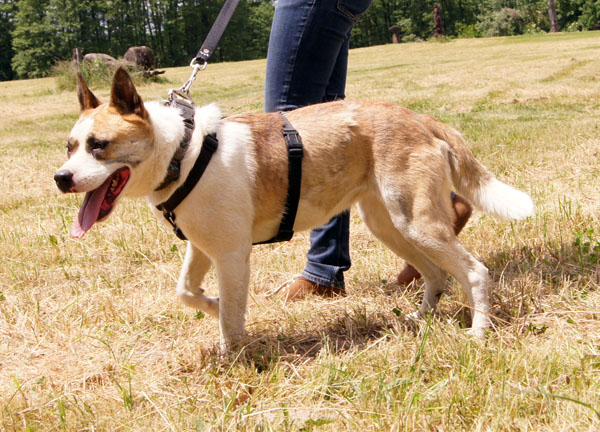 Lia akita-mix sollte eingeschäfert werden :-( 29500463jd