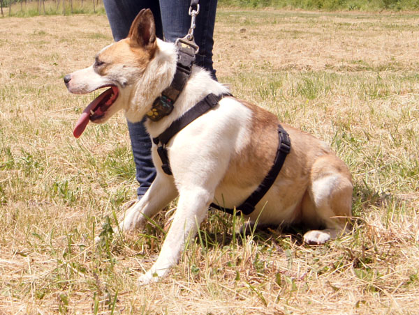 Lia akita-mix sollte eingeschäfert werden :-( 29500466fr