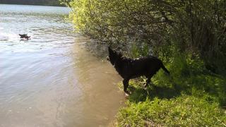 Lucy, Mischlingshündin, geb. ca. Oktober 2016 29556673rl