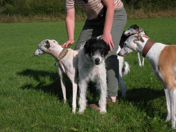 Galgo-Mischling DANTE aus der Perrera Jerez ... 2978014