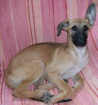 COOPER, Galgo-Mix, ca. 8 Monate - zum Knutschen  sucht PS/ES 2981261