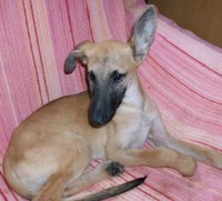 COOPER, Galgo-Mix, ca. 8 Monate - zum Knutschen  sucht PS/ES 2981263