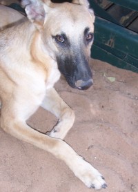 COOPER, Galgo-Mix, ca. 8 Monate - zum Knutschen  sucht PS/ES 2981265