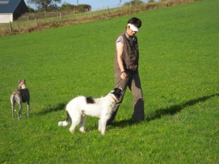 Galgo-Mischling DANTE aus der Perrera Jerez ... 2984627