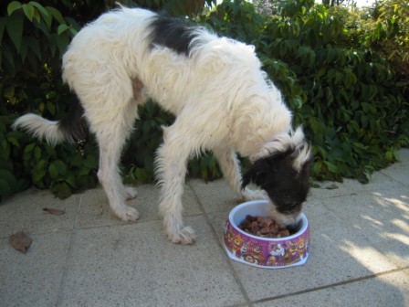 Galgo-Mischling DANTE aus der Perrera Jerez ... 2984642