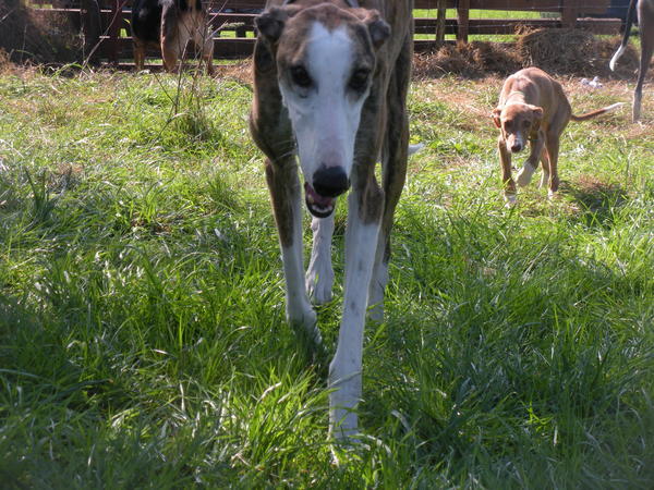 D: Galgo Careto aus Andalusien sucht dringend ... - Galgo-Lovers - 2985032