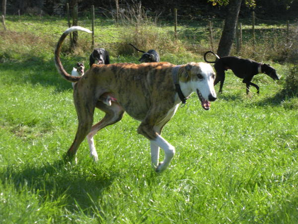 D: Galgo Careto aus Andalusien sucht dringend ... - Galgo-Lovers - 2985039