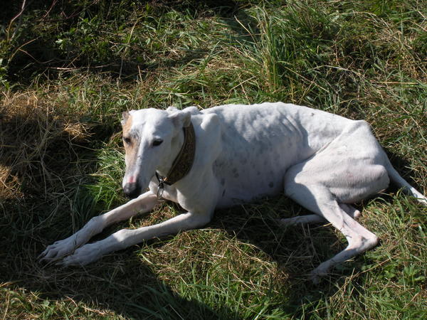 Galgo Inti aus Andalusien sucht ... -Galgo-Lovers- 2985040