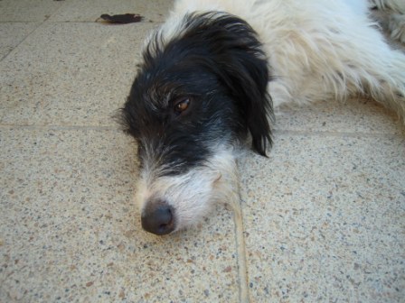 Galgo-Mischling DANTE aus der Perrera Jerez ... 2985086