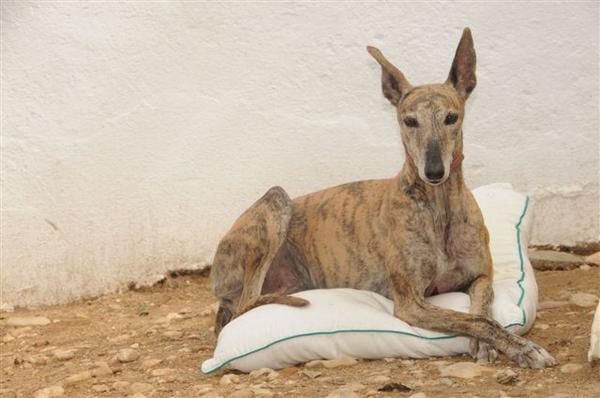 Galga Salvadora in San Anton sucht dringend... 2995243