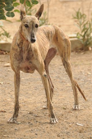 Galga Salvadora in San Anton sucht dringend... 2995246