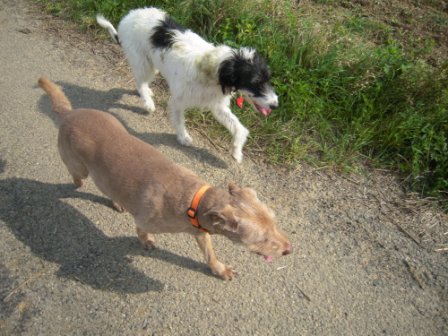 Galgo-Mischling DANTE aus der Perrera Jerez ... 3001145