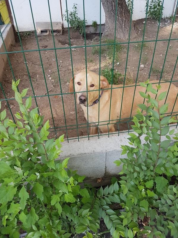 Deryl (ex 95K  Buddy) - schüchterner Labrador-Mix dem Tode von der Schippe gesprungen - Seite 2 30059422wu