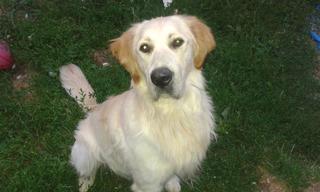 Loki, Golden-Retriever-Mischlingsrüde, geb. ca. März 2015 30071570ui