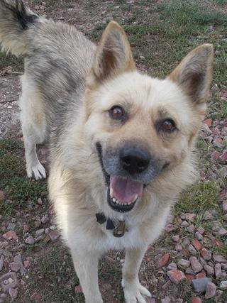 Nanook, Mischlingsrüde, geb. ca. Juli 2013 30299960ug