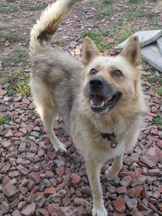 Nanook, Mischlingsrüde, geb. ca. Juli 2013 30299963bh