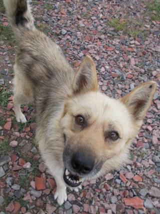 Nanook, Mischlingsrüde, geb. ca. Juli 2013 30299965fh