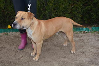 Sam, Staffordmischlingsrüde, geb. ca. Oktober 2012 30310733bi