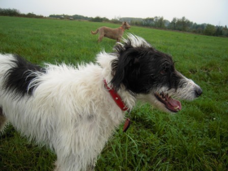 Galgo-Mischling DANTE aus der Perrera Jerez ... - Seite 2 3040566