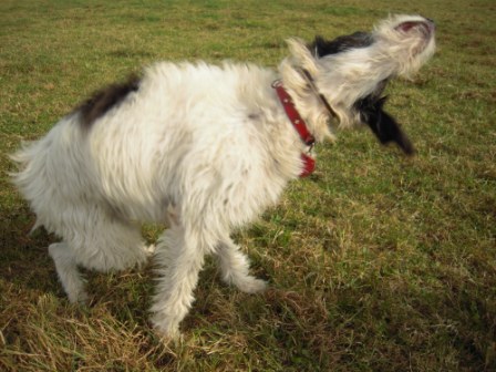 Galgo-Mischling DANTE aus der Perrera Jerez ... - Seite 2 3040568