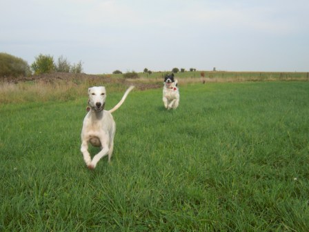 Galgo-Mischling DANTE aus der Perrera Jerez ... - Seite 2 3040571