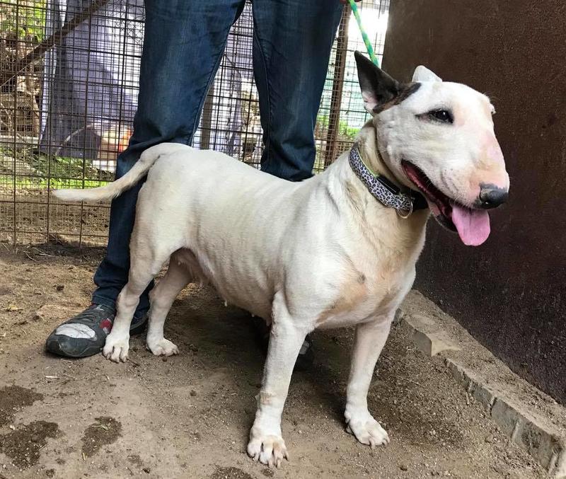 Dina - wunderschöne Bullterrier-Mischlings-Hündin 30743319lj