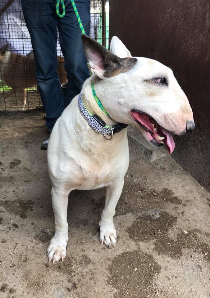 Dina - wunderschöne Bullterrier-Mischlings-Hündin 30743385zv