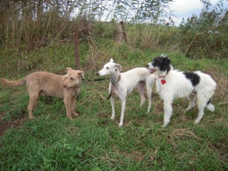 Galgo-Mischling DANTE aus der Perrera Jerez ... - Seite 2 3080875