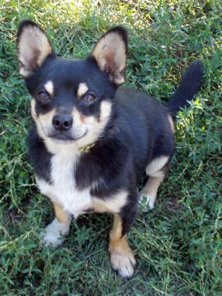 Tequila, Chihuahuamischlingshündin, geb. ca. August 2016 30896586oq