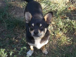 Tequila, Chihuahuamischlingshündin, geb. ca. August 2016 30896588up