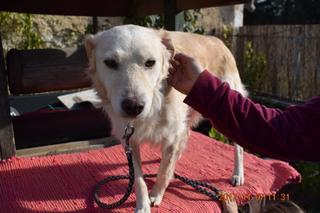 Coco, Golden-Retriever-Mischlingshündin, geb. ca. Januar 2015 30897289ip