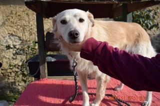 Coco, Golden-Retriever-Mischlingshündin, geb. ca. Januar 2015 30897291kd