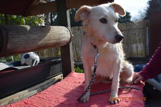 Coco, Golden-Retriever-Mischlingshündin, geb. ca. Januar 2015 30897293ij