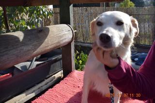 Coco, Golden-Retriever-Mischlingshündin, geb. ca. Januar 2015 30897295wd