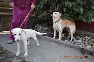 Timothy, Golden-Retriever-Mischlingsrüde, geb. ca. Juli 2017 31084505uu