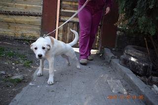 Timothy, Golden-Retriever-Mischlingsrüde, geb. ca. Juli 2017 31084509sr