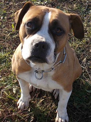 Destiny, Boxer-Staffordmischlingshündin, geb. ca. November 2014 31357671qt