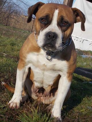 Destiny, Boxer-Staffordmischlingshündin, geb. ca. November 2014 31357672cf