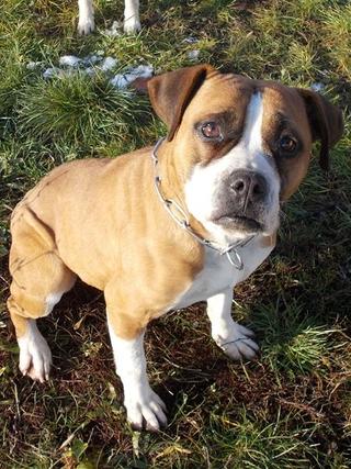 Destiny, Boxer-Staffordmischlingshündin, geb. ca. November 2014 31357674ei