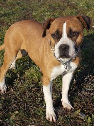 Destiny, Boxer-Staffordmischlingshündin, geb. ca. November 2014 31357675jr